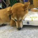 코펫 Daum카페