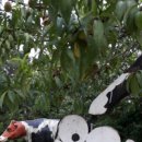 은아목장 이미지