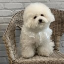 몽보드레 이미지