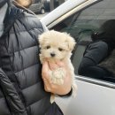 바나개 강아지 고양이 마포점 이미지