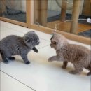 캣스토리 이미지