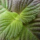 알파약국 이미지