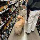 태양팜 | 미국 서부 한달 여행:여행(13), LA 여행 후기, 더 게티, 산타 모니카, 팜 드라이브, 로데오 드라이브...