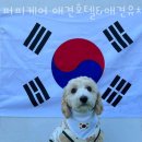 닥터수동물병원 | 여수 애견호텔 퍼피케어 애견호텔&amp;애견유치원&amp;애견놀이방 가격 위치 리뷰