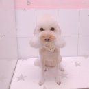 꽃개미용실 이미지