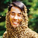 안상규벌꿀 이미지