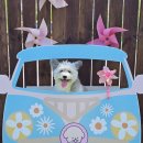 댕글라이프 이미지