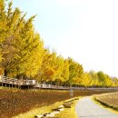 곡교천 은행나무길 이미지