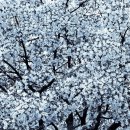 산중문답 이미지