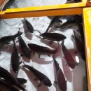 영천참붕어 이미지