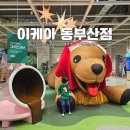 이케아 앞 야외주차장 횡단보도 | 동부산 이케아 카페 애견 푸드코트 크리스마스까지