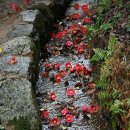 들꽃피는언덕 이미지