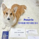 벳케어 | [penovis] 벳케어플러스 후기
