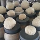 부안사슴농장 이미지