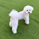 486 Dogcamp 네이버블로그