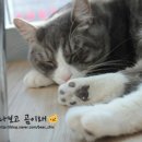 고양이별 작은아이 이미지