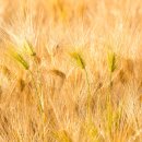 춤추는보리