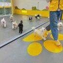 신월6길 | [옐레드 애견유치원&amp;애견호텔 대구신월성점] 신월성동애견유치원, 반려견을 위한 특별한 서비스입니다.