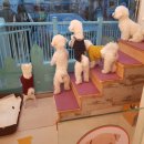 남창애견 이미지