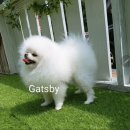 개츠비 켄넬 이미지