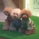 이츠펫 광혜원점 이미지