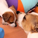 강아지 와요와요 이미지