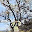 장흥2리 마을회관 앞 | [이천] 🌼백사 산수유축제 주차장/포토존/개화현황 산수유마을 명당 정리👍🏻 서울 근교 꽃구경 명소