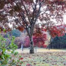 제천의 가을 명소 제천 배론성지(24.11.3)