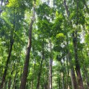 안경매너져 평화점 | 아이와 보홀 여행 4일차(3) : 맨 메이드 포레스트(Man-made Forest), 안경원숭이 투어