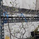 크로키아 이미지