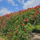 장자호수공원 장미터널 이미지