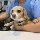 해뜰동물병원 이미지