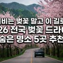 섬진주유소 | 붐비는 벚꽃 말고 이 길로! 2026 전국 벚꽃 드라이브 숨은 명소 5곳 추천