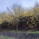 달전시목지 이미지