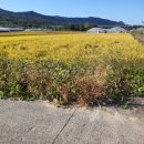 노안면사무소기타 이미지