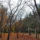 빛나라공인중개사사무소 | 낙엽 인생 여정 성장 은행 나무 고성 족발 수제비 맛집 동행 속초 부동산 공인중개사 골든 리트리버 여행