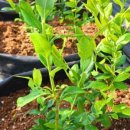 지만농장 이미지