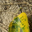 동해종묘사 이미지