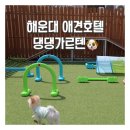 댕댕가르텐 강아지애견유치원호텔 | 해운대 애견호텔 댕댕가르텐
