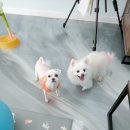 모모펫그루머 이미지