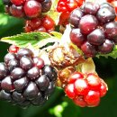 만해농장 이미지