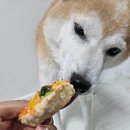 꽃댕이 멍집사 이미지