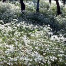 비밀의화원 이미지