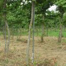 은행농장 이미지