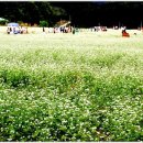 봉평메밀 이미지