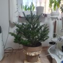 구상나무 화장실 이미지