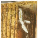 부자양봉원 이미지