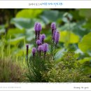 블레이징스타(Blazing Star) 이미지