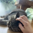 백록동물병원 이미지