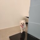 백설애견 이미지